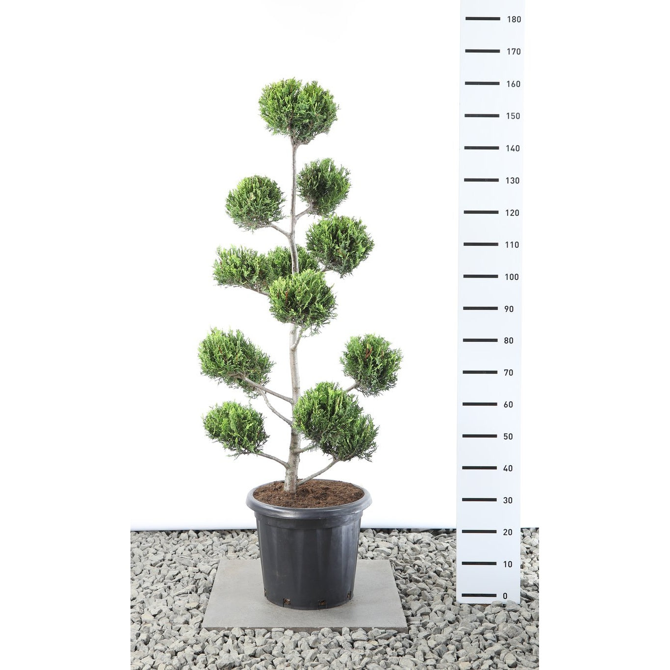 Leylandcypress – Cupressocyparis leylandii 'Castlewellan Gold' - 100-125 CM PonPon Cont.